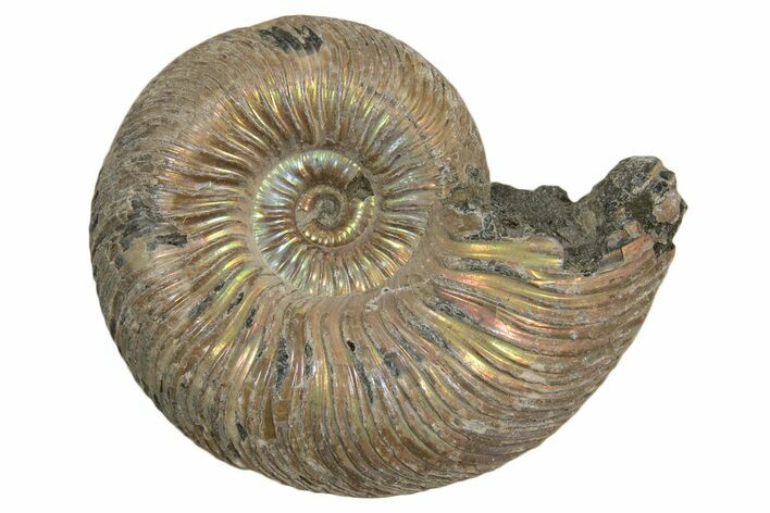Iridescent, Pyritized Ammonite (Quenstedticeras) Fossil - Russia #337316
